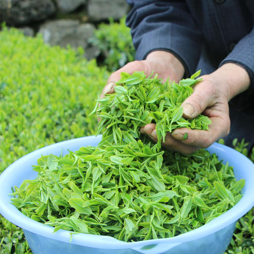 【助农】湖北恩施鹤峰硒茶  明前茶  茶叶 干茶  传统工艺 锁鲜 茶香浓郁 商品图1