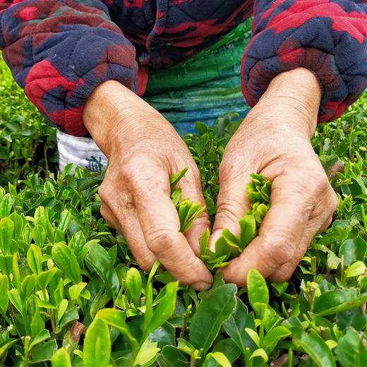 【助农】湖北恩施鹤峰硒茶  明前茶  茶叶 干茶  传统工艺 锁鲜 茶香浓郁 商品图6