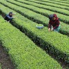 【助农】湖北恩施鹤峰硒茶  明前茶  茶叶 干茶  传统工艺 锁鲜 茶香浓郁 商品缩略图3