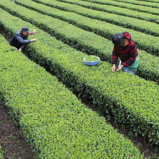【助农】湖北恩施鹤峰硒茶  明前茶  茶叶 干茶  传统工艺 锁鲜 茶香浓郁 商品图3
