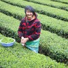【助农】湖北恩施鹤峰硒茶  明前茶  茶叶 干茶  传统工艺 锁鲜 茶香浓郁 商品缩略图0