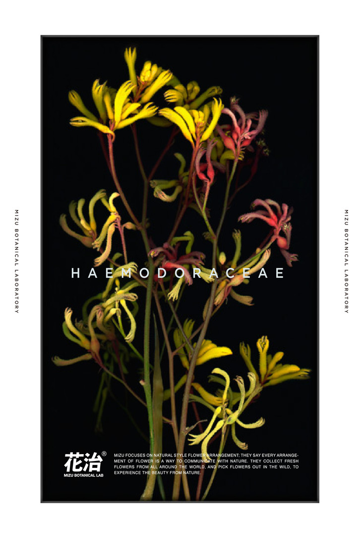 澳洲袋鼠兰 haemodoraceae