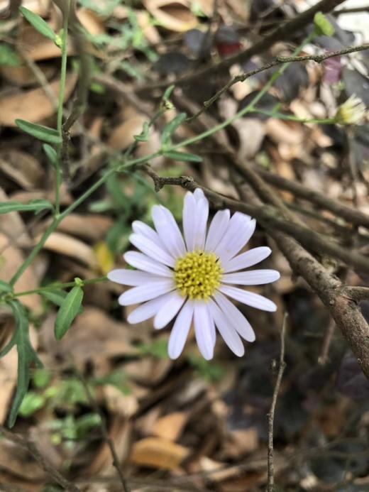 反反复复测试有赞精选 商品图0