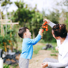 小番茄酱制作活动 | 农园活动 * Organic cherry tomato sauce cooking | Farm activities
