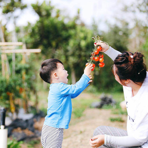 小番茄酱制作活动 | 农园活动 * Organic cherry tomato sauce cooking | Farm activities 商品图0
