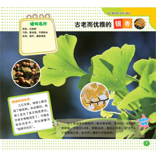 奇妙植物 趣味自然植物知识0-6岁启蒙翻翻看幼儿认知儿童百科撕不烂启蒙早教书 商品图3