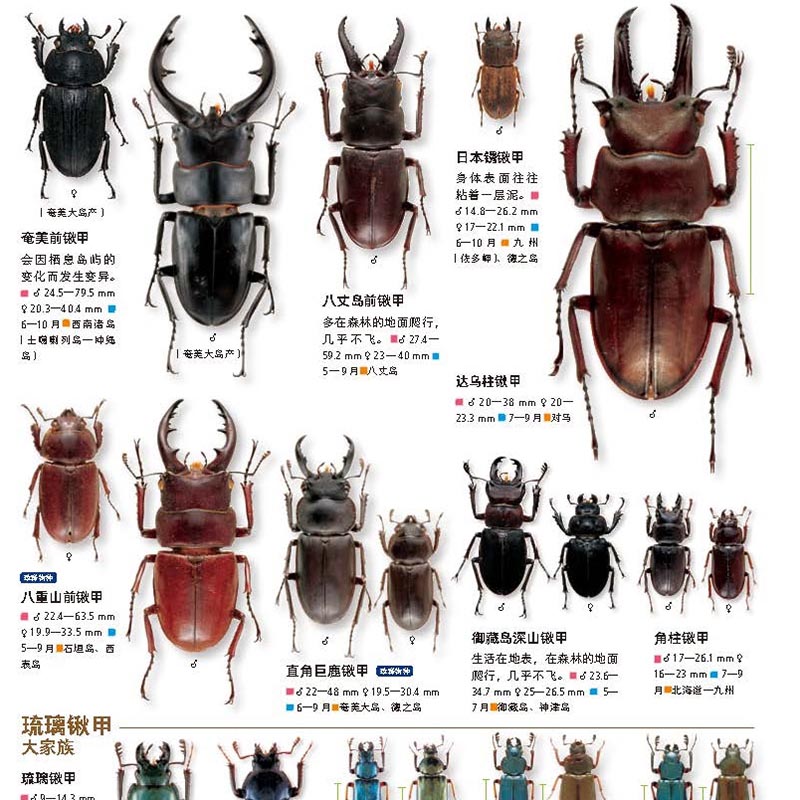 《move图鉴昆虫》科普认知图书绘本