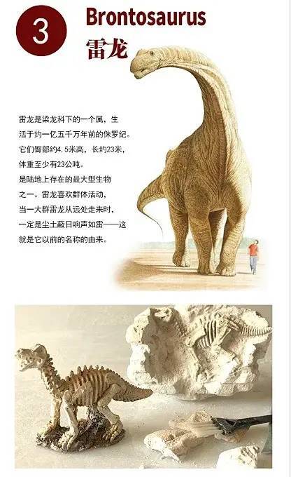两块装套餐特惠价38元 四块装套餐内容: 4块恐龙化石,4张恐龙知识卡