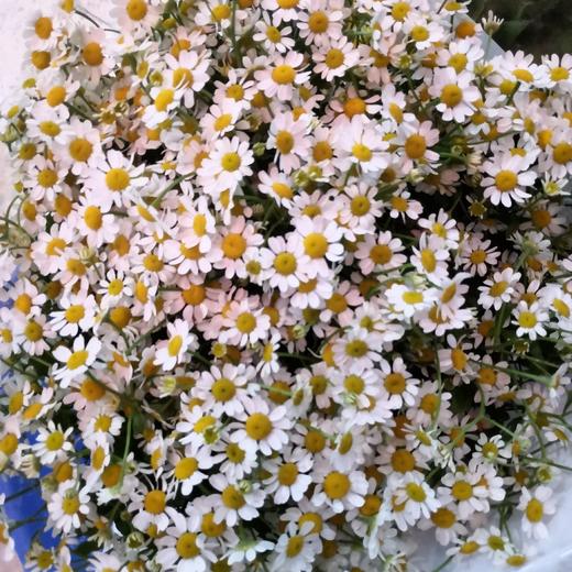 荷兰洋甘菊5枝装 商品图1