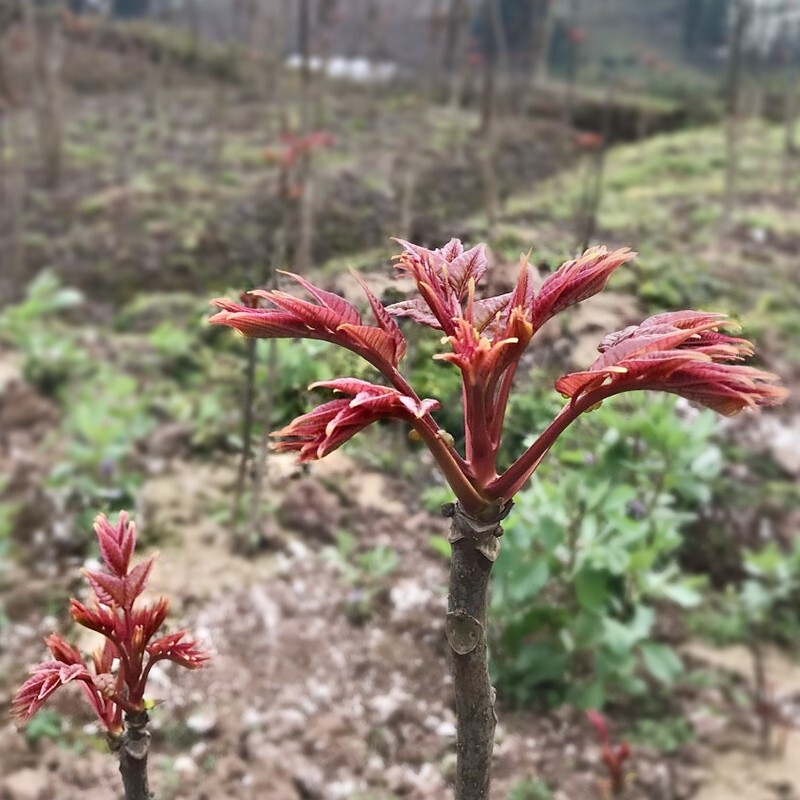 【同城配送】露天头茬香椿芽500g红椿芽新鲜蔬菜红