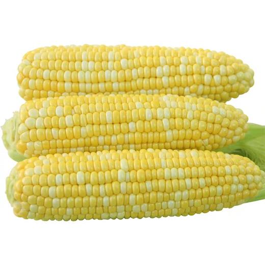 甜玉米    500g±50g/份 商品图1