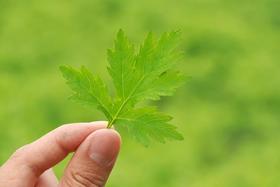  虚心谷蕲艾复方精油 让“艾”呵护你 