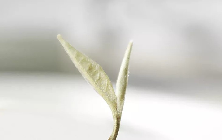 这款花茶茶底所选的福鼎白茶, 是明前采摘的一芽一叶,根根饱满,嫩绿