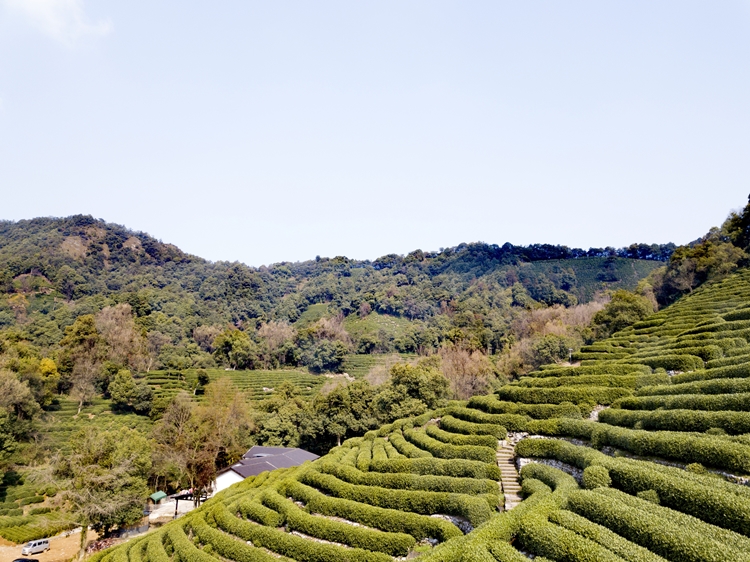 n21【2020新茶上市】狮峰龙井核心产区春茶明前绿茶