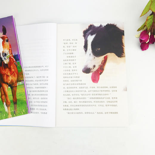 救援犬佐罗（影像青少版）彩色照片插图动物小说儿童冒险成长故事书儿童文学8-10-12岁小学生课外阅读书籍4-6年级必读畅销老师推荐—浙江摄影出版社 商品图3