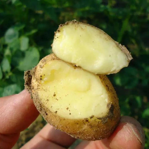 ★【无农残，健康安全】恩施富硒新鲜小土豆 商品图2