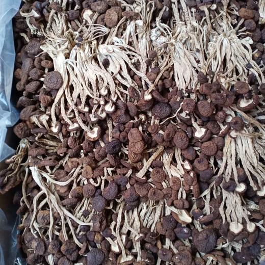 干茶树菇 商品图0