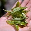 【元旦三天喝好茶】海拔2000米的细叶茶王，水路细腻，满嘴香甜（250克） 商品缩略图0