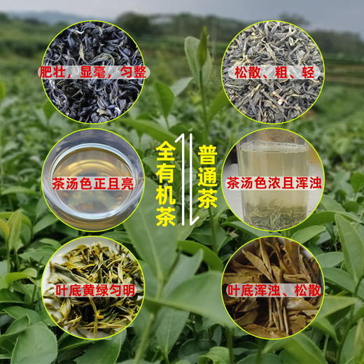 沐林听风 宝嶂绿全有机茶绿叶高品质礼盒套装 商品图2