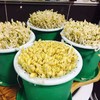 豆芽 商品缩略图1