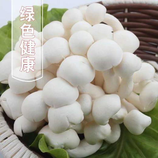 白玉菇 商品图0