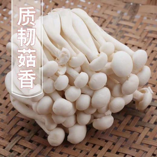 白玉菇 商品图1