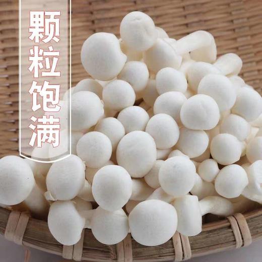 白玉菇 商品图2