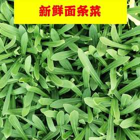面条菜