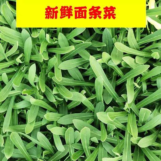 面条菜 商品图0