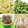 豆芽 商品缩略图2