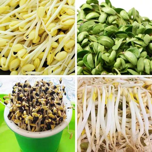 豆芽 商品图2