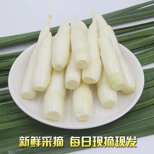 茭白 商品图1