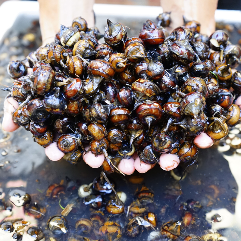 【海陵岛特产】新鲜 珍珠马蹄 | 来自地下的香甜美味