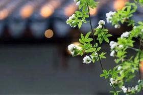  春天来了，芗舍里备好一畦新绿，等您！ 