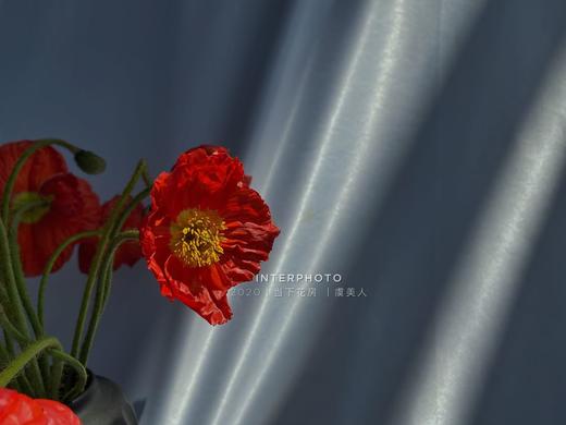 【虞美人】9支送1支  颜色随机 商品图2