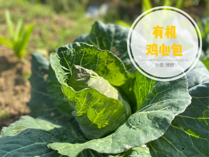 杂草中顽强生长的菜菜 春包菜 鸡心包/牛角包