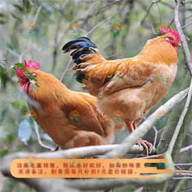 土三黄鸡