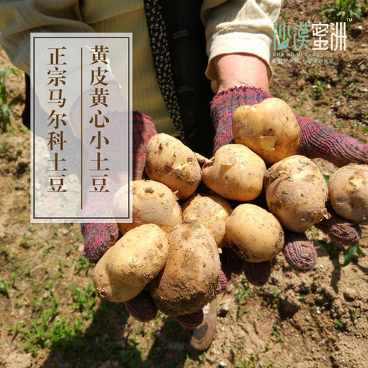【恩施土豆 马尔科黄心土豆5斤装】粉面软糯 黄皮黄心 口感粉、面、绵、香，不同大小适合不同做法 商品图3