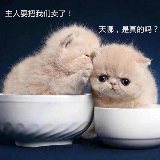 steam电子游戏卡券 商品图0