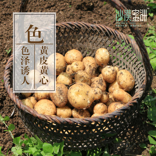 【恩施土豆 马尔科黄心土豆5斤装】粉面软糯 黄皮黄心 口感粉、面、绵、香，不同大小适合不同做法 商品图4