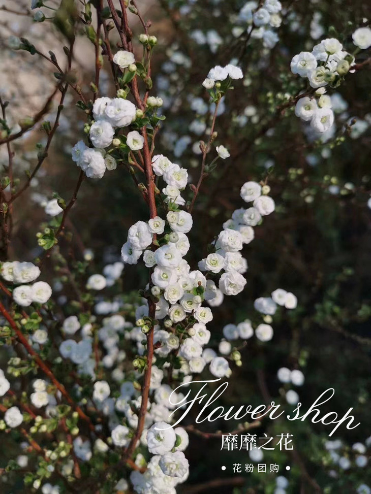 【花粉团购群】靡靡之花 重瓣雪柳鲜切花 6月喷雪花