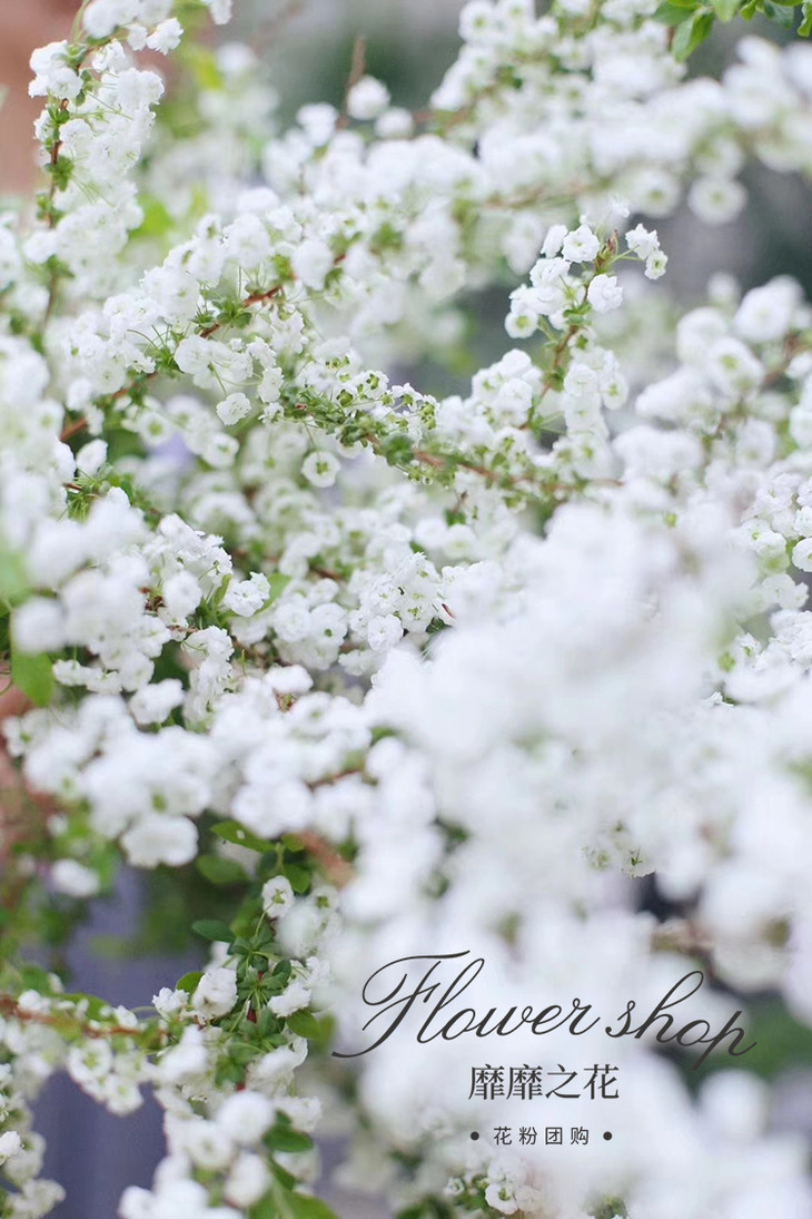 【花粉团购群】靡靡之花 重瓣雪柳鲜切花 6月喷雪花