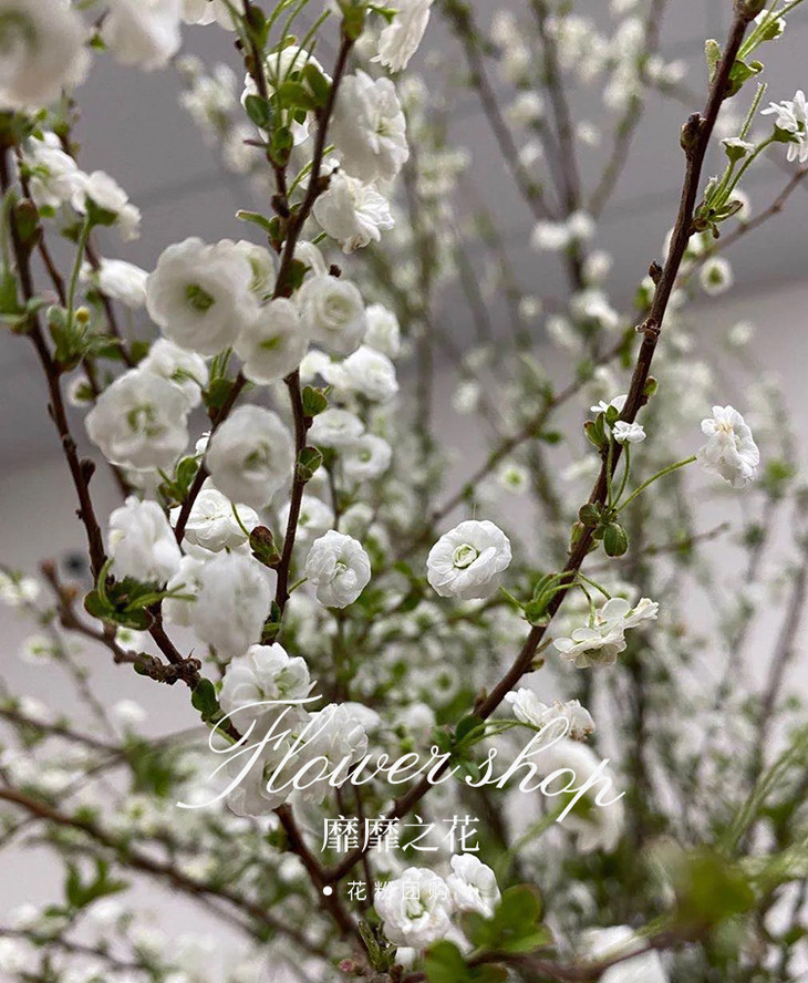 雪柳是先开花,等花枯萎后,就长叶子, 这个时候千万不要扔了它 它的