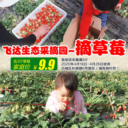 采摘好去处！飞达生态采摘园【9.9元】采摘草莓2斤！须摘满5斤。 商品图0