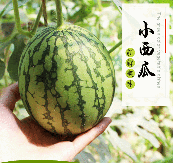 摘瓜预定：快乐斑马小西瓜要成熟啦