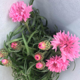 矢车菊·粉色