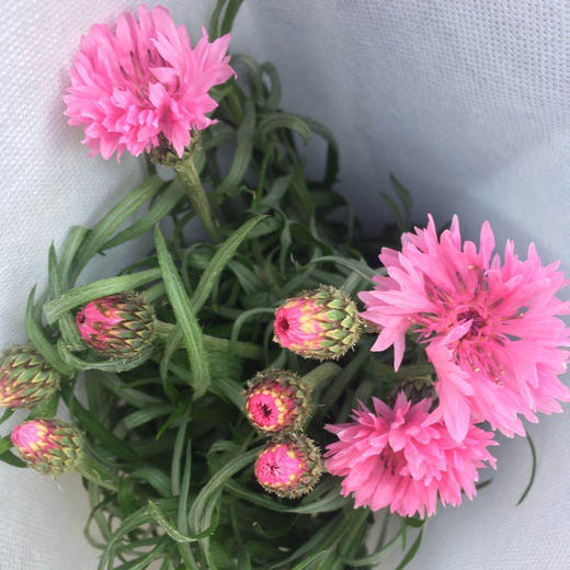 矢车菊·粉色 商品图0