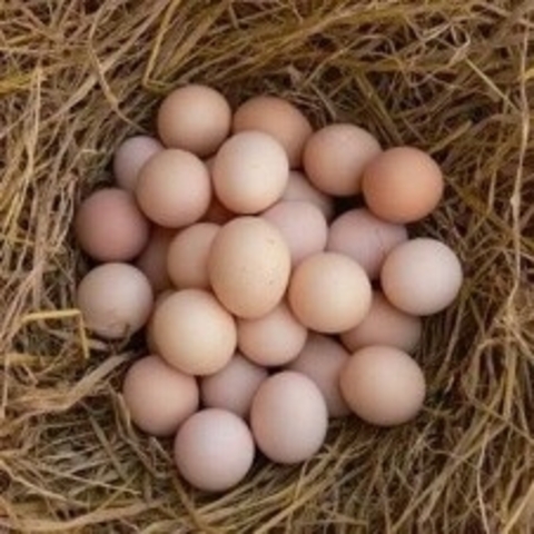 扶贫产品-初生蛋 50枚/箱（正常发货）