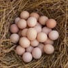 扶贫产品-初生蛋 50枚/箱（正常发货） 商品缩略图0