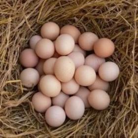 扶贫产品-初生蛋 50枚/箱（正常发货）